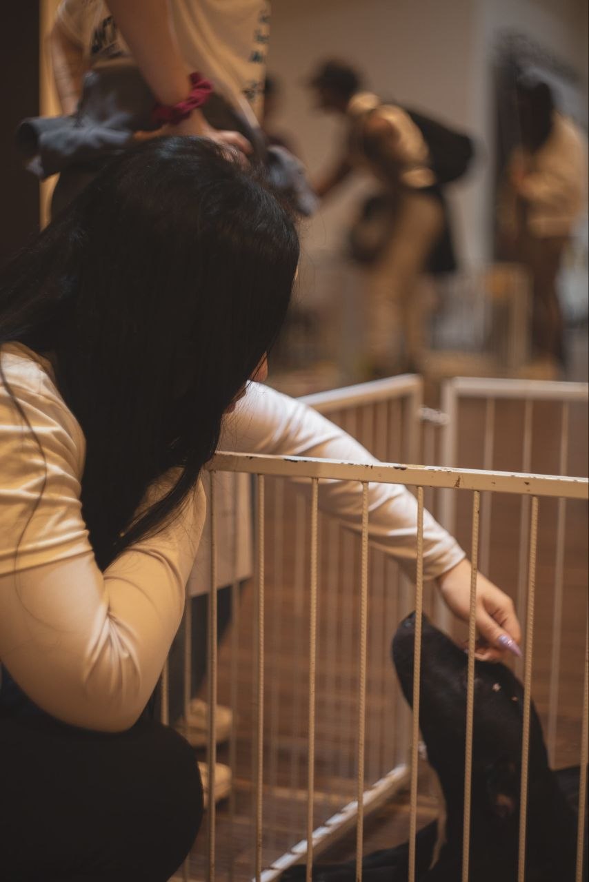 Voluntariado em proteção animal no ABC Paulista